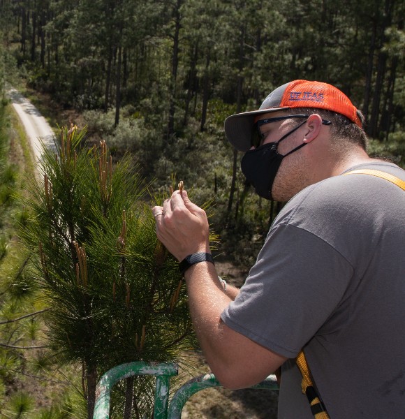 Andrew Sims grafting and breeding pine trees at Austin Cary Forest