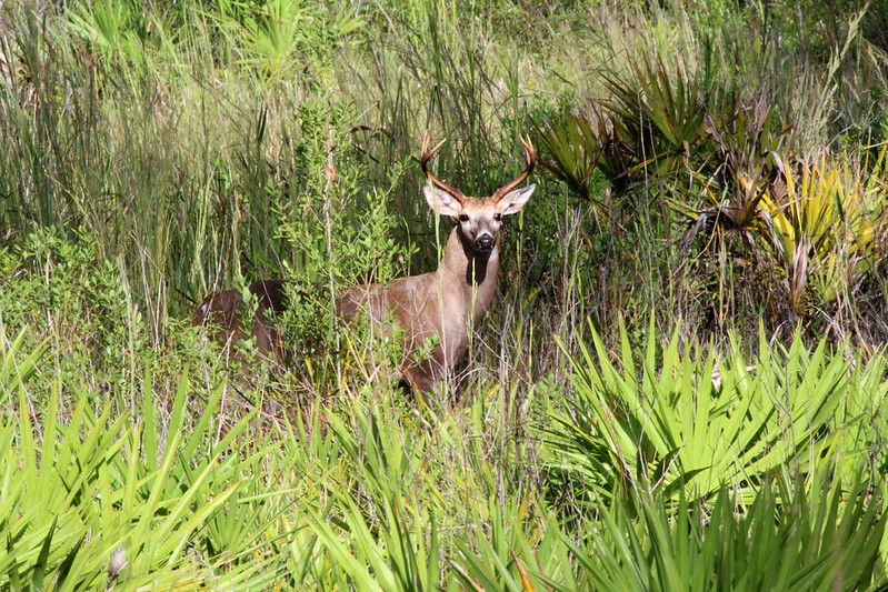 A deer stands among the saw palmettos in the Austin Cary Forest.