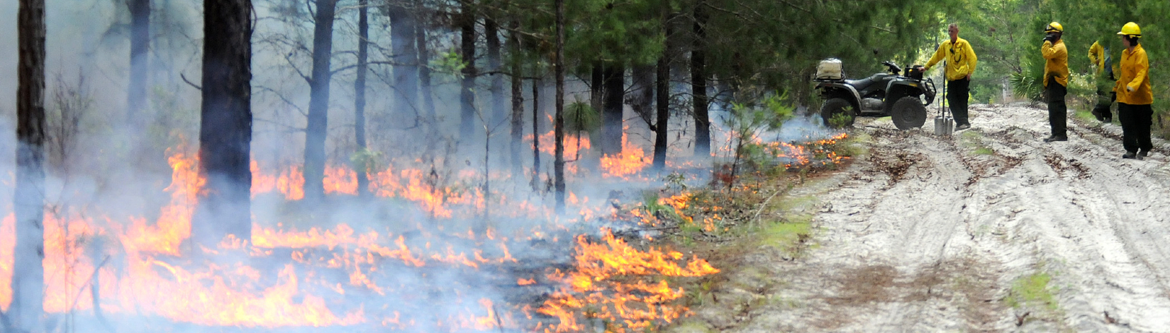 researchers observing a controlled burn in a pine forest
