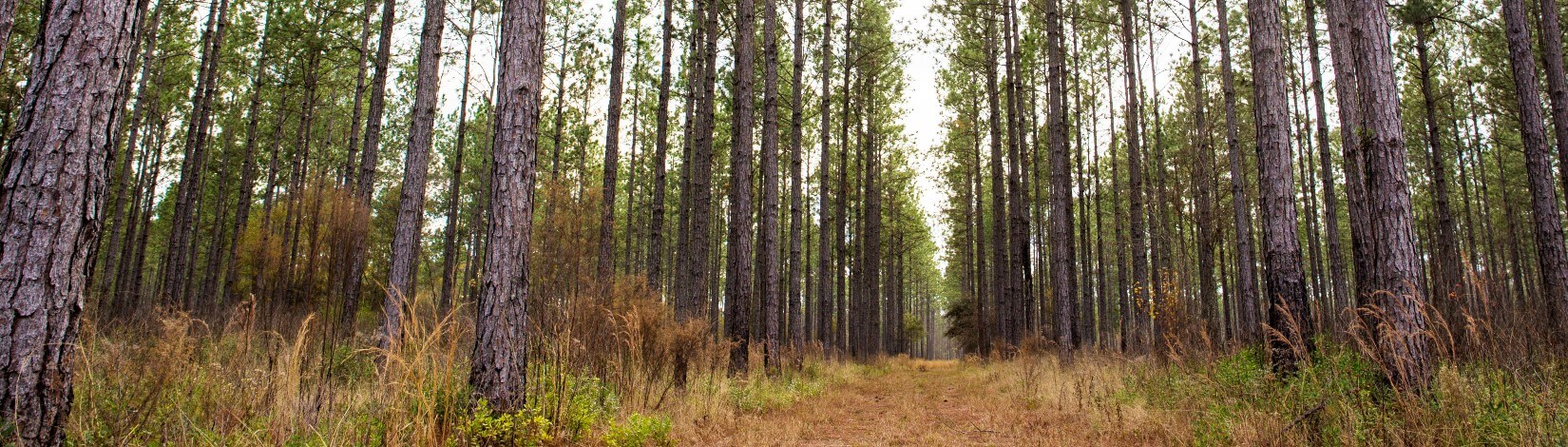 wide view of a healthy pine forest with tall trees and a spacious path