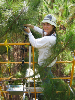 female researcher checking the health of a pine tree in the forest