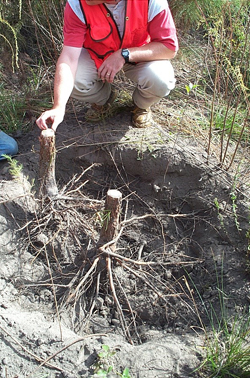researcher inspecting tree stump health in the forest