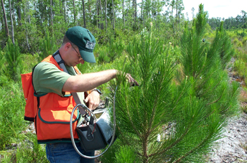 male researcher checking the health of a pine tree in the forest