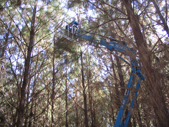 researchers using construction equipment to inspect trees in the forest