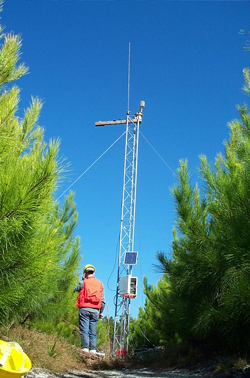 researcher monitoring tree health 