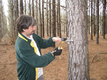 researcher monitoring tree health 